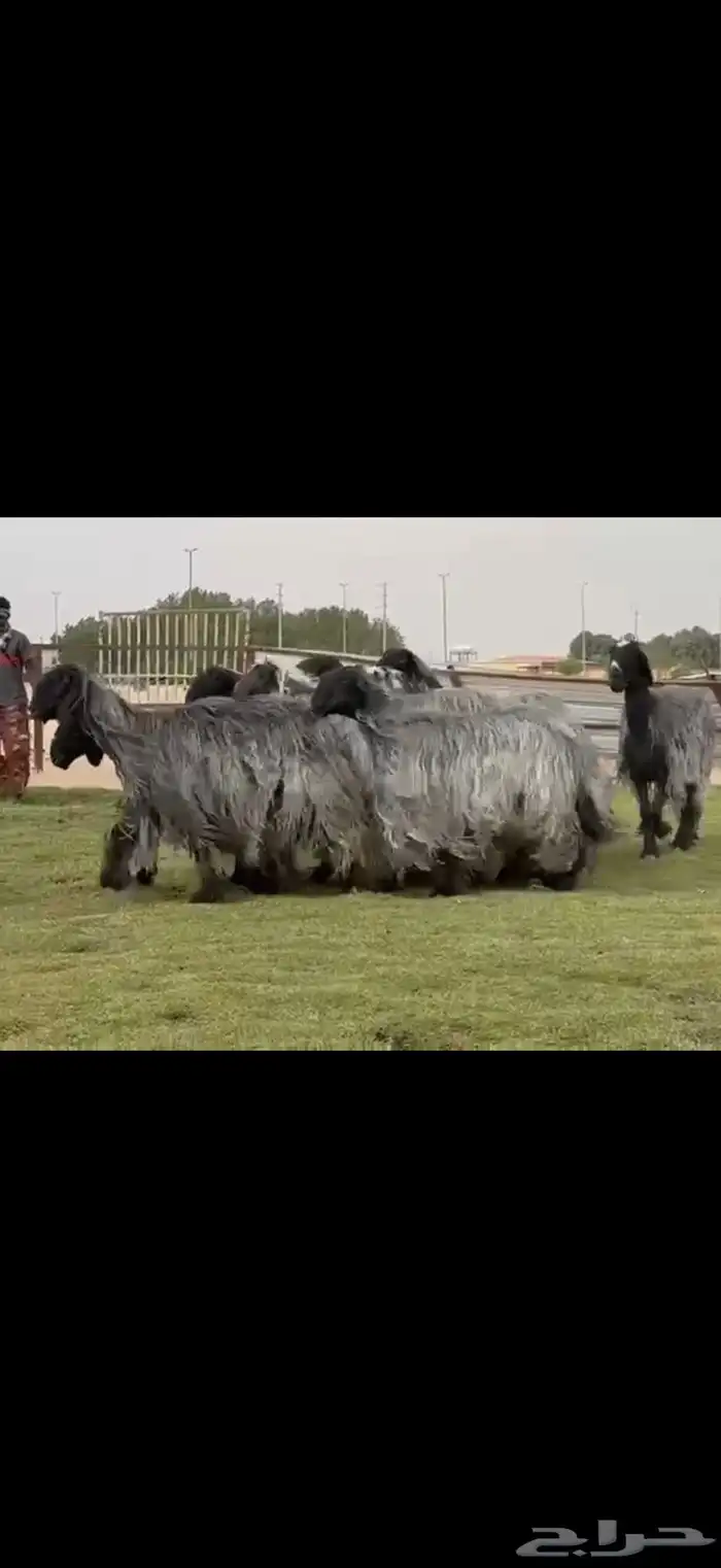 مراح غنم دغم فواخر تبارك الرحمن 6