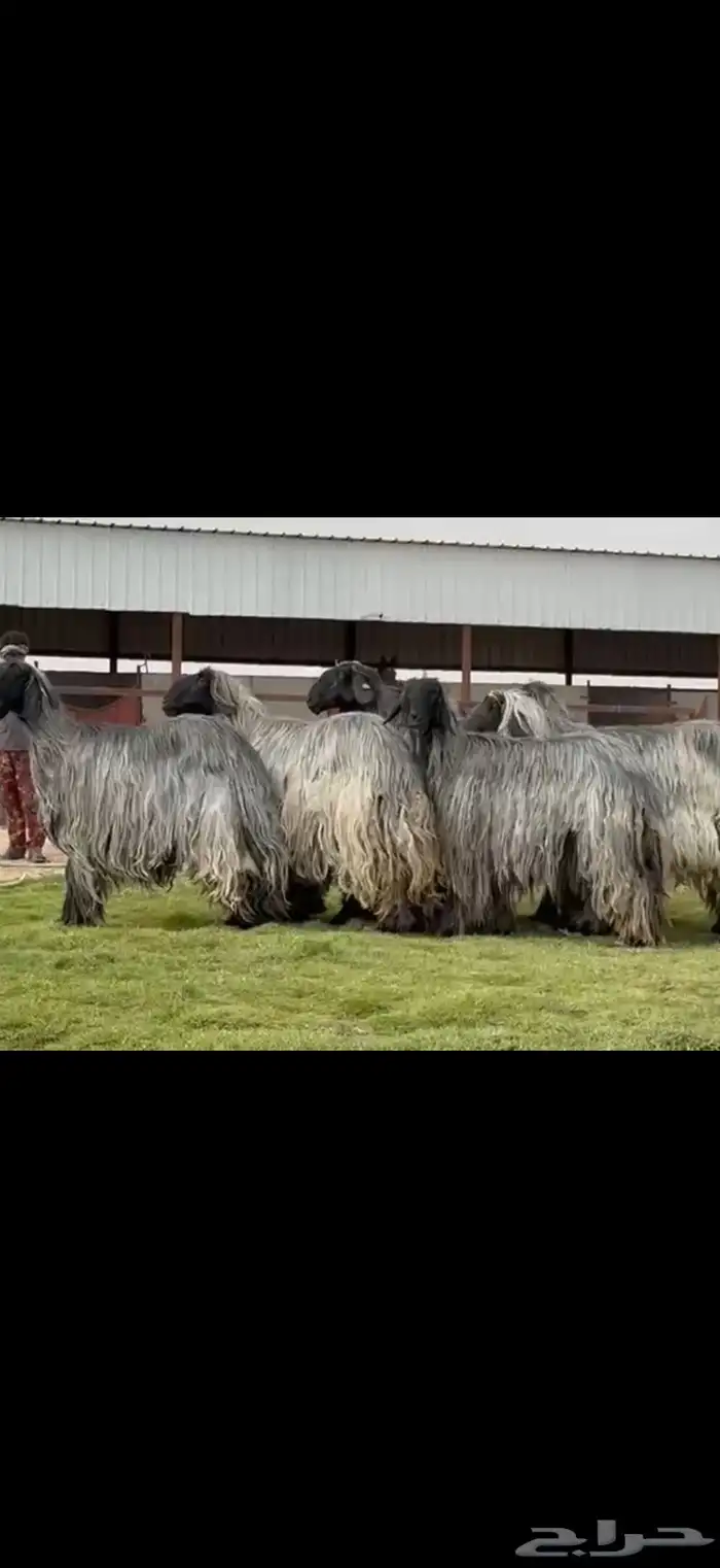 مراح غنم دغم فواخر تبارك الرحمن 11