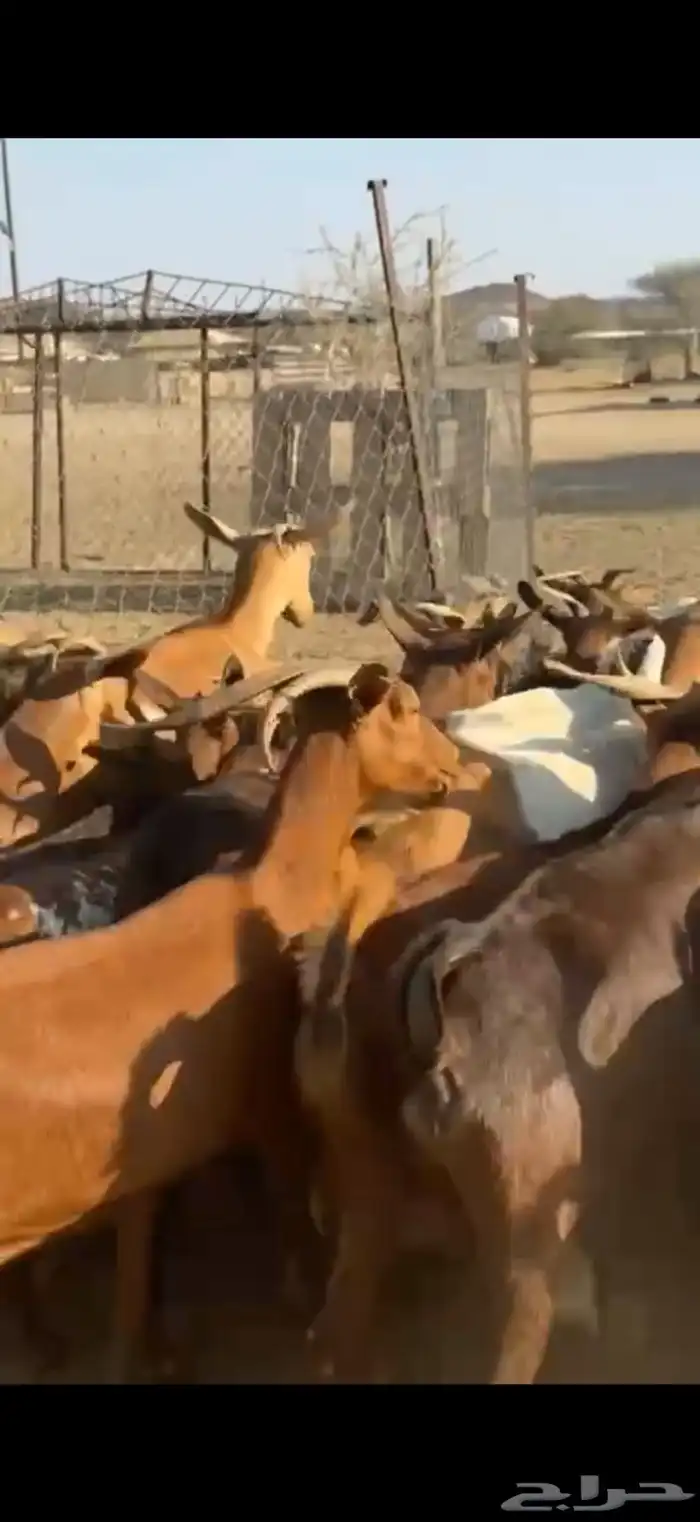 معزا غنم دفيع 3