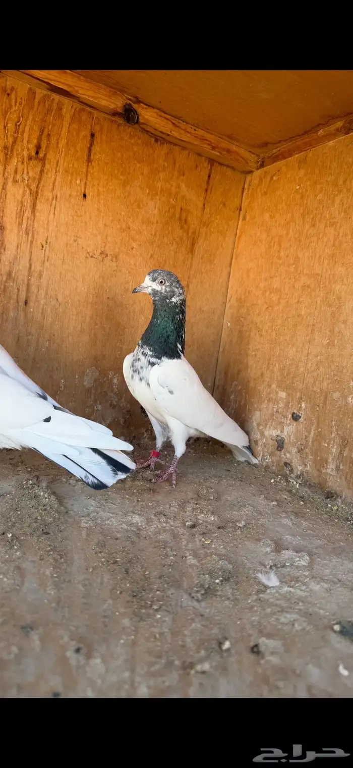 انثى تيدي ( تم البيع ) 3