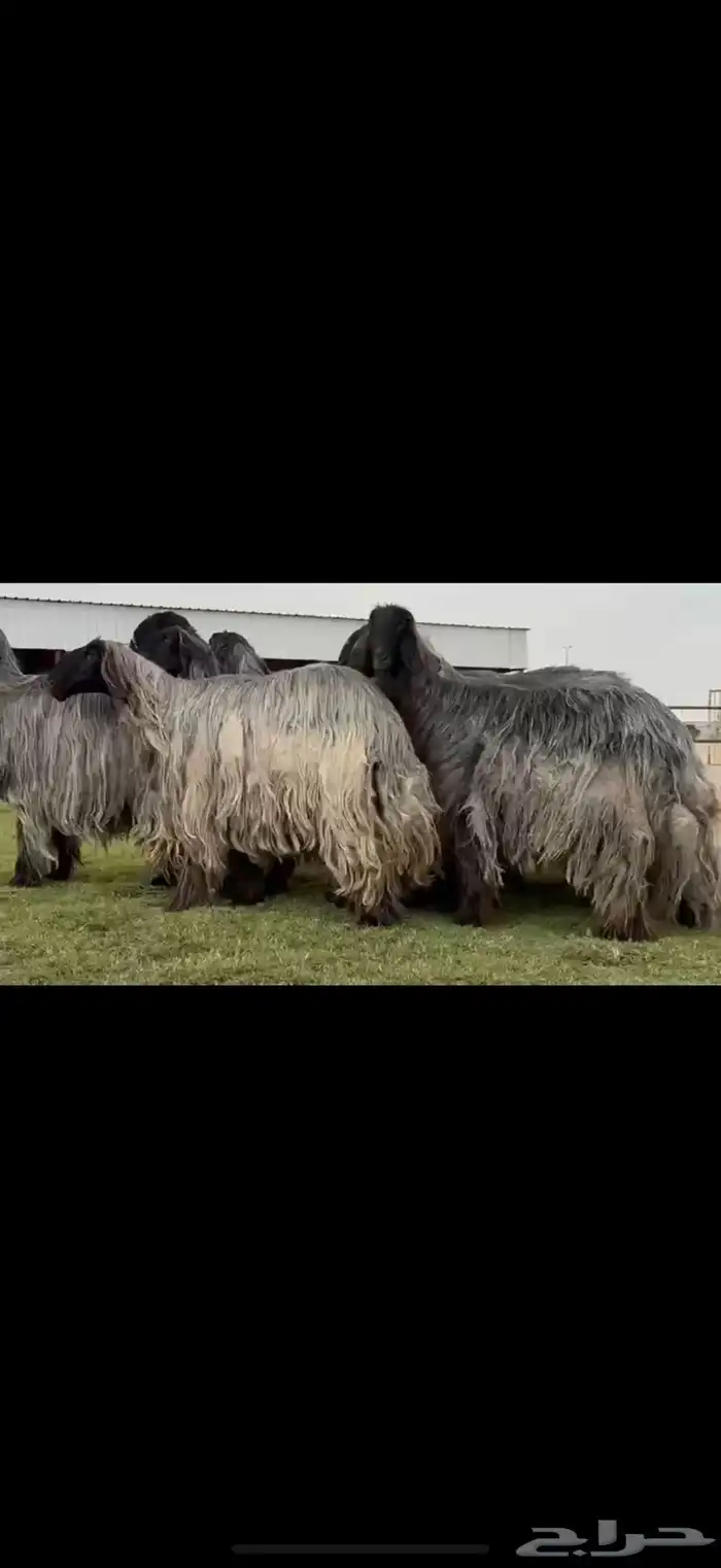 مراح غنم دغم فواخر تبارك الرحمن 1