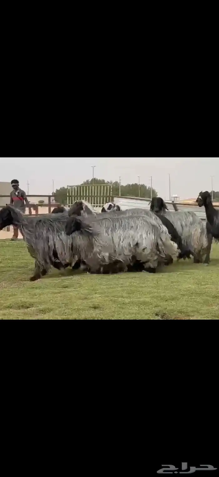 مراح غنم دغم فواخر تبارك الرحمن 5