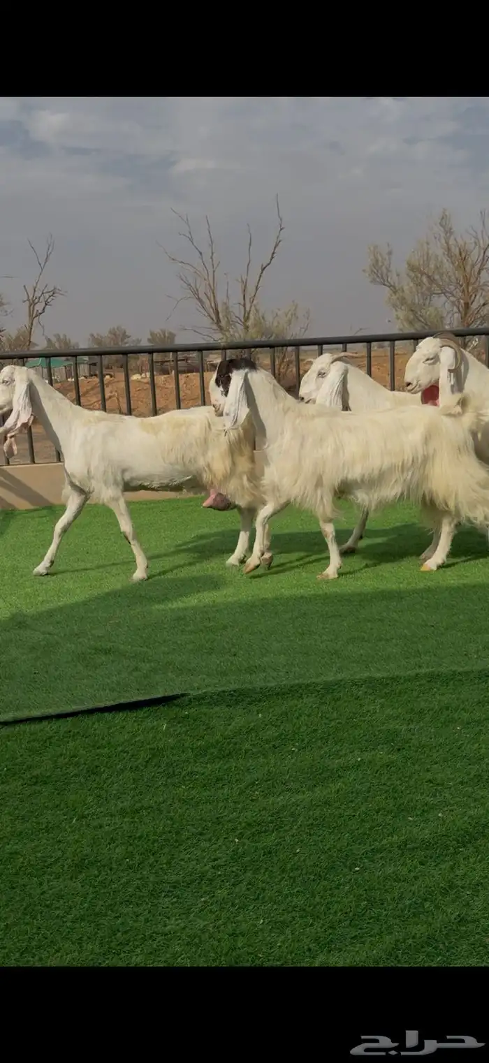 معزا مطورات بمصري حليب وافرر 4