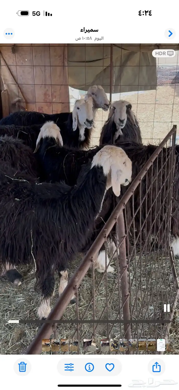 غنم. نجد مضاريع. قريبه ودفيع 0