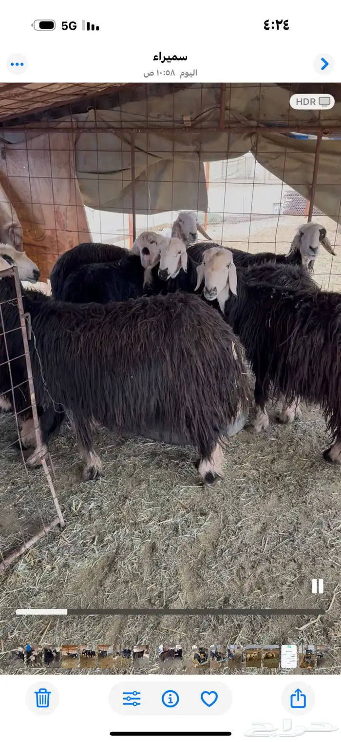 غنم. نجد مضاريع. قريبه ودفيع 1