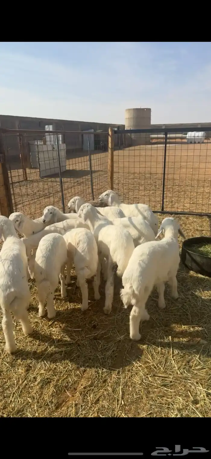 12 هرفي فاخر ومشروط . 5