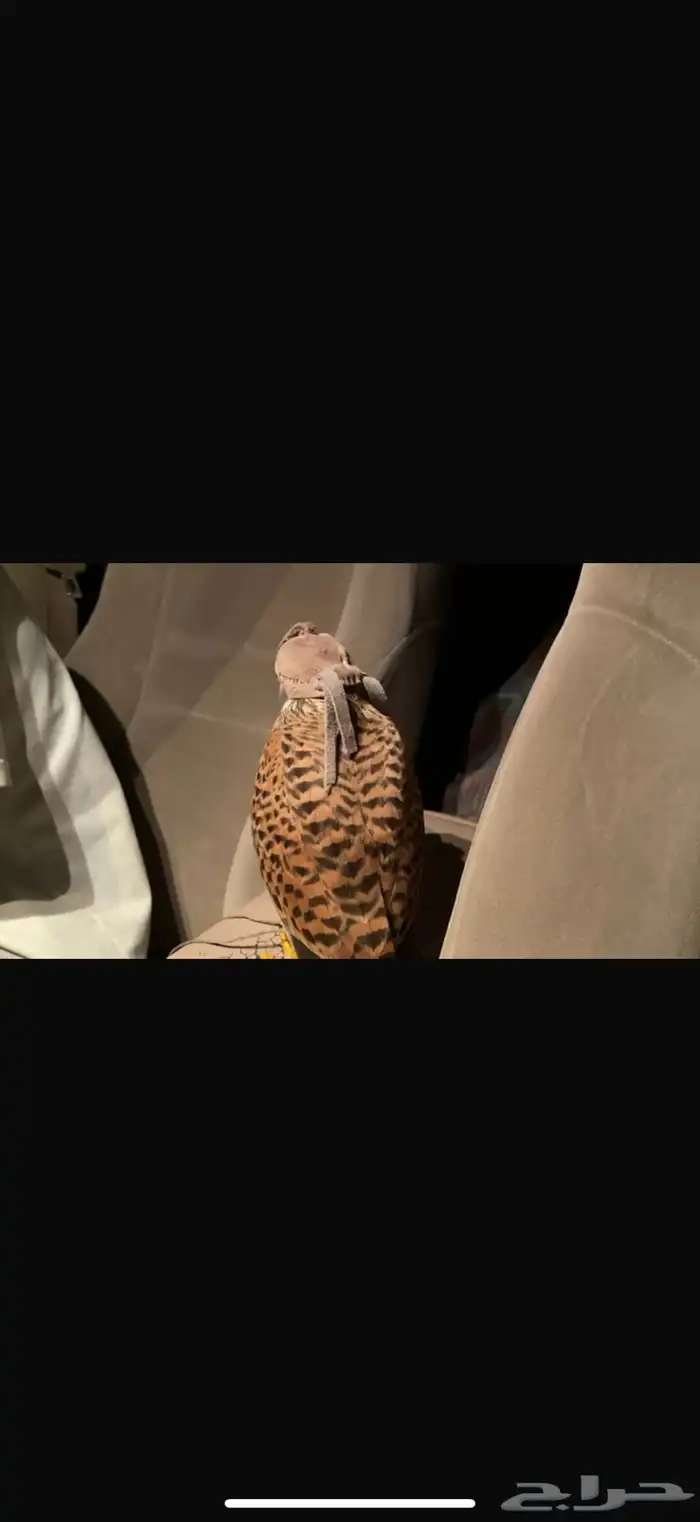 شبوط او باشق او عوسق 4