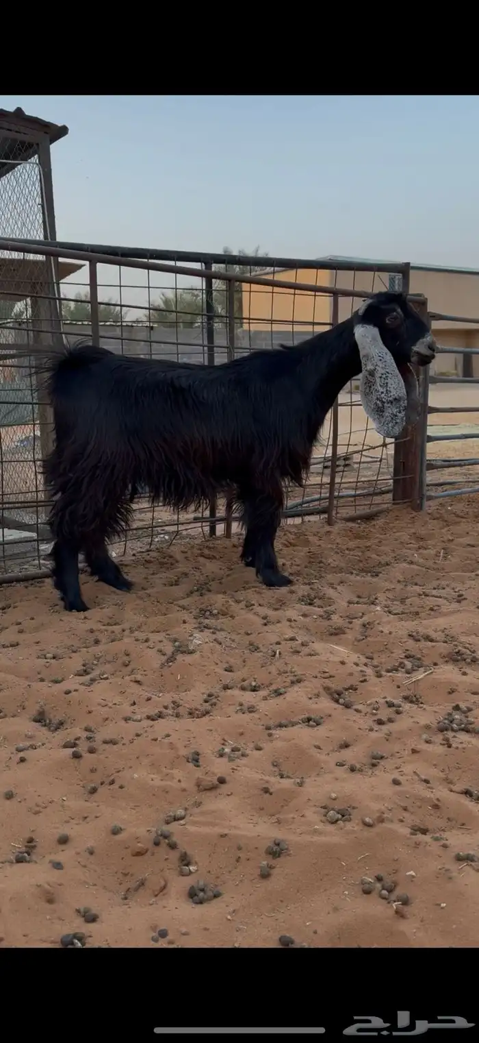 ثلاث جفرات عوارض وعنز جرم صنف ومعرفات 0