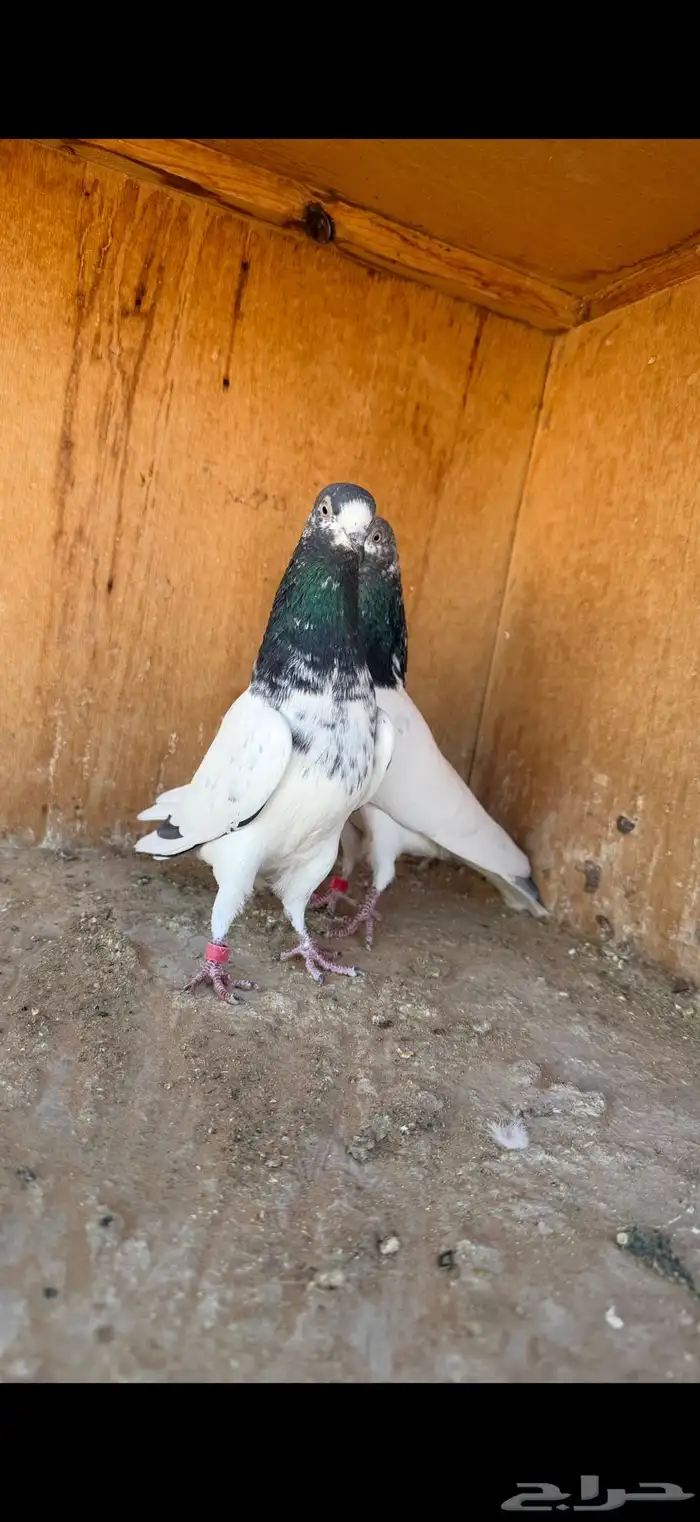 انثى تيدي ( تم البيع ) 1