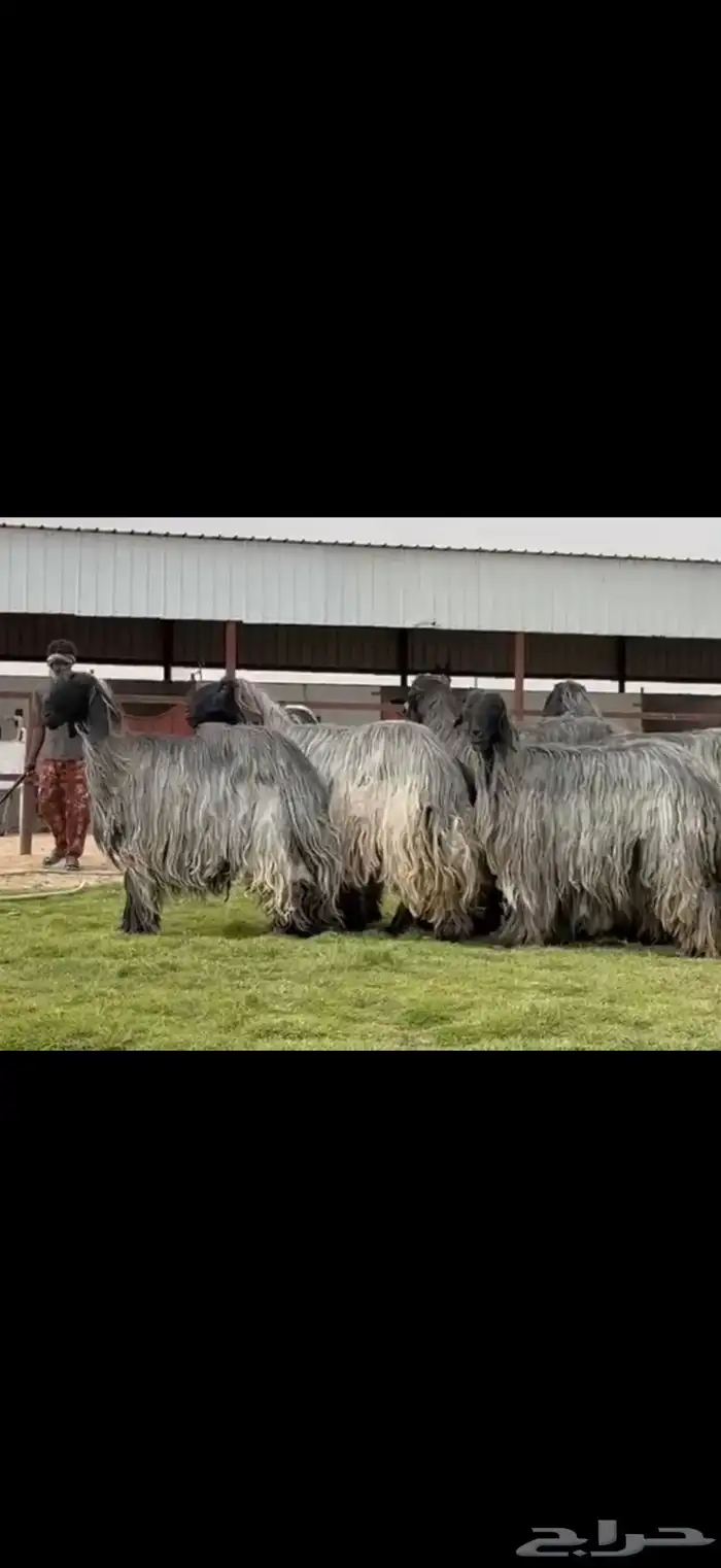 مراح غنم دغم فواخر تبارك الرحمن 2