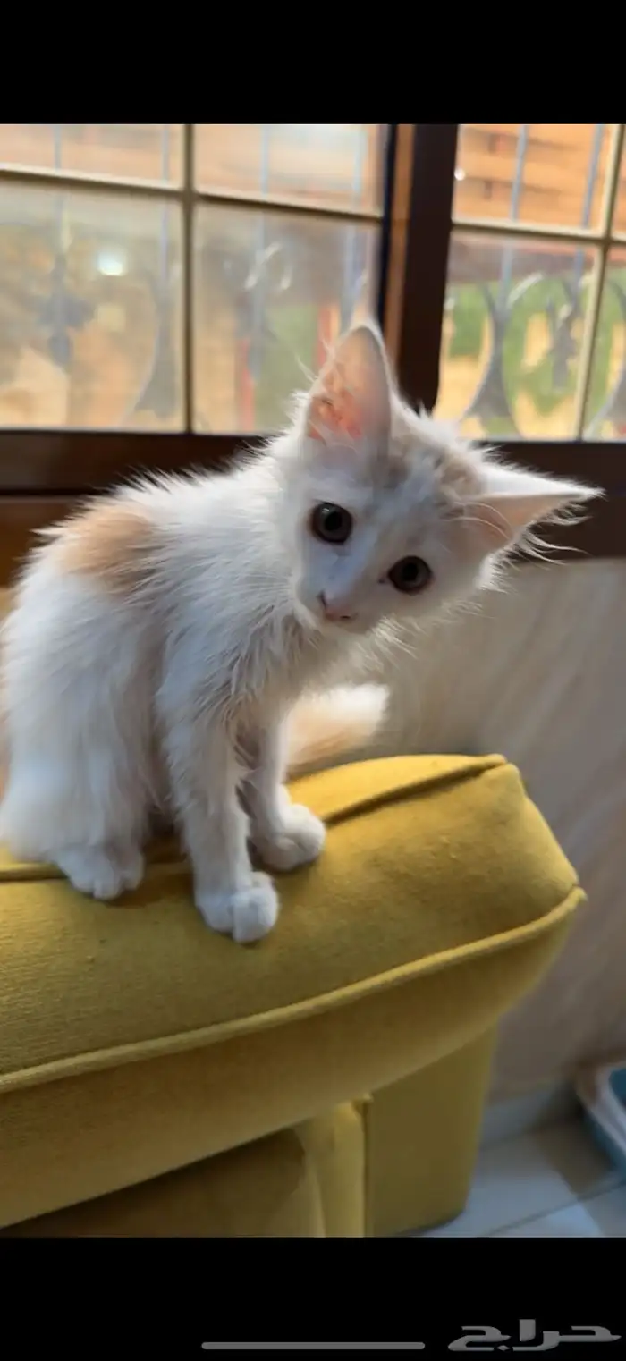 قط للتبني 2