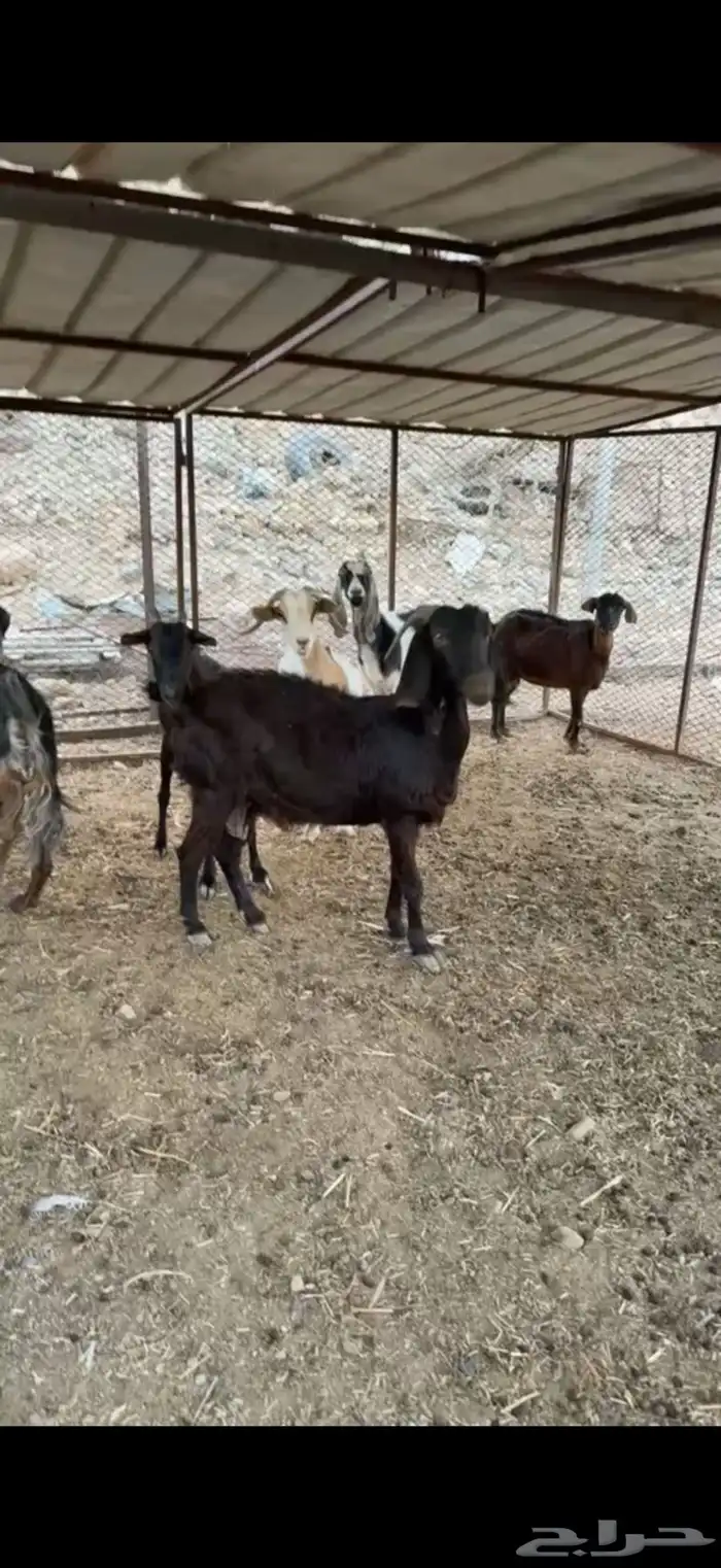 معزا مضاريع للبيع 0