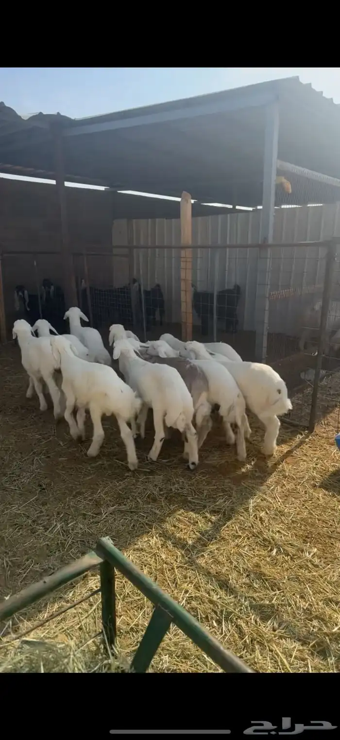 12 هرفي فاخر ومشروط . 4