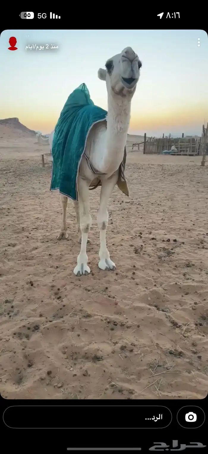 قعود مفرود جده الحاكم بن اقريع وابوه بعير محمد مترك الدوسري 0