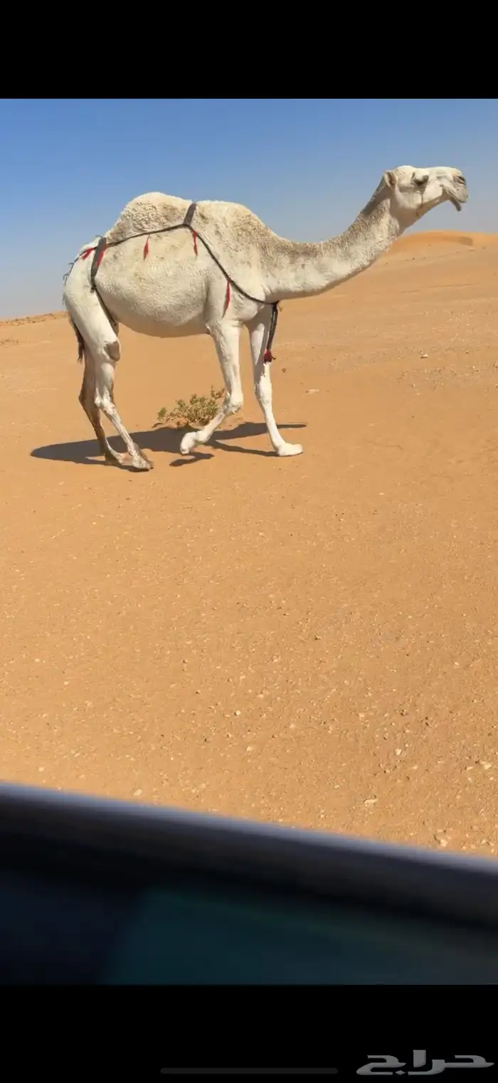 وضحا ضريبه كفو 2