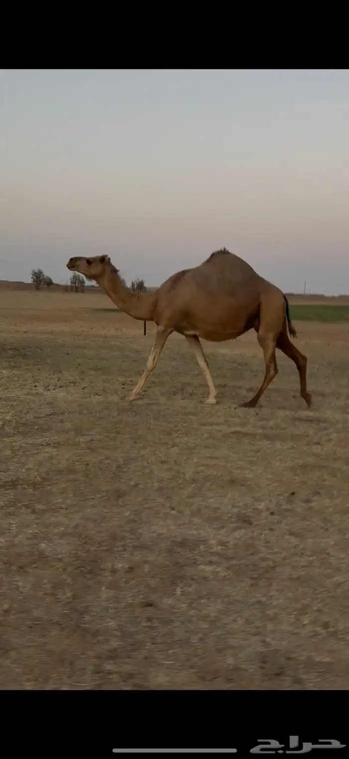 للبيع لقحه حمرا ساحليه 1