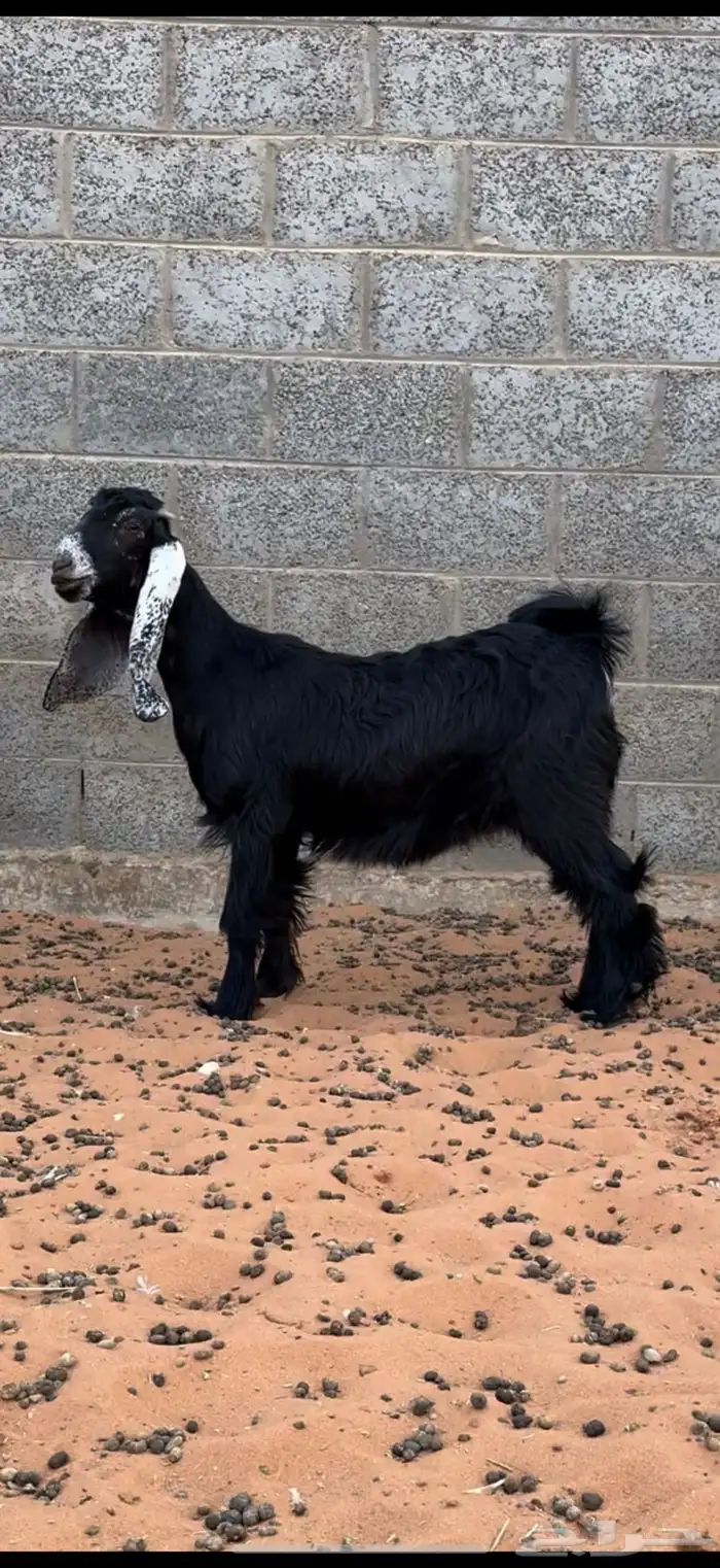 ثلاث جفرات عوارض وعنز جرم صنف ومعرفات 2