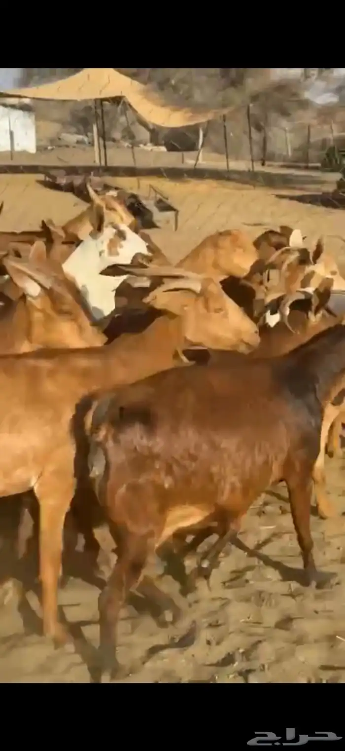 معزا غنم دفيع 6