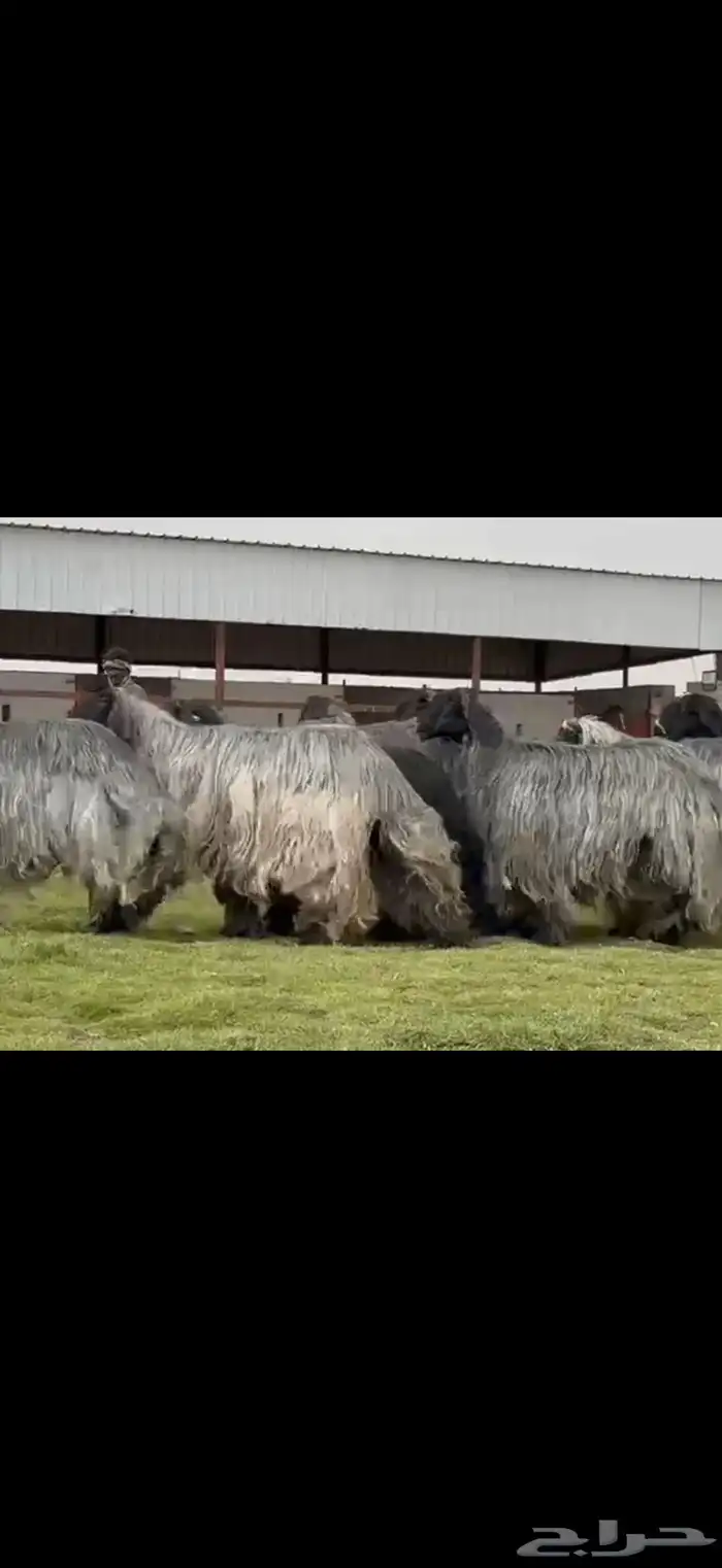 مراح غنم دغم فواخر تبارك الرحمن 10