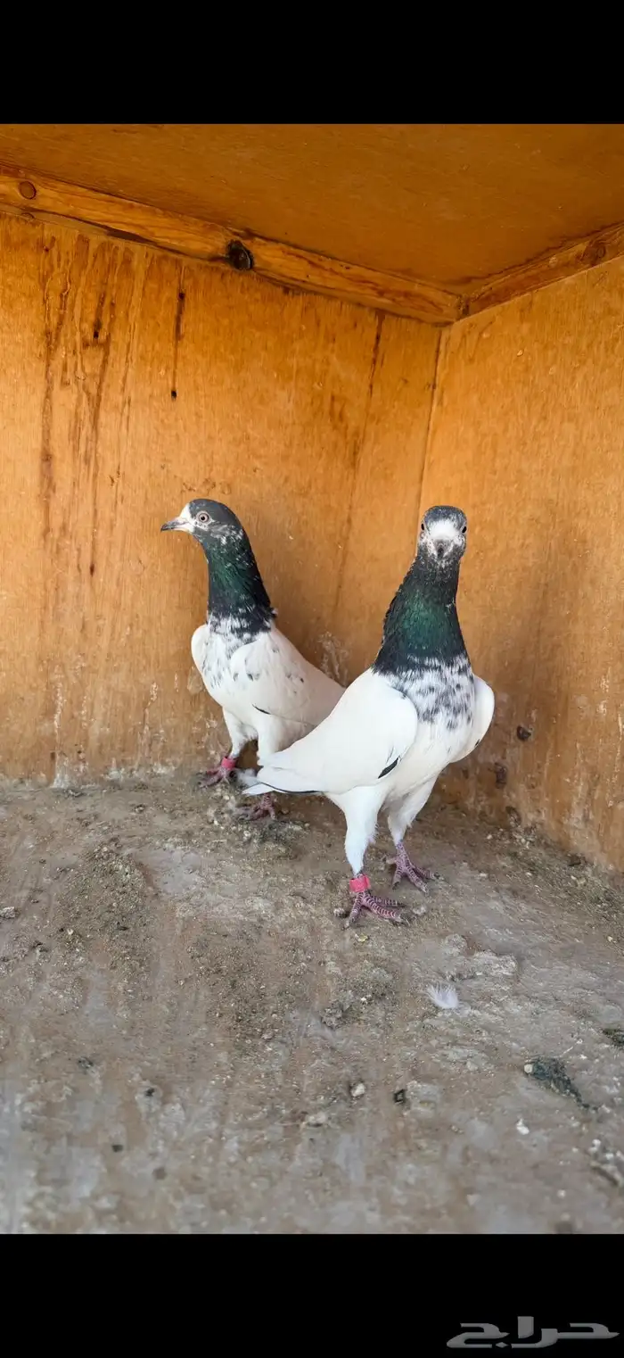 انثى تيدي ( تم البيع ) 2