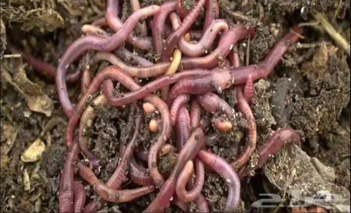 مطلوب دود الارض الي يعرف احد عنده يراسلني 0