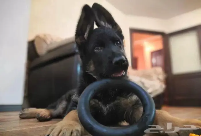 جيرمان شيبرد بنات من روسيا 1