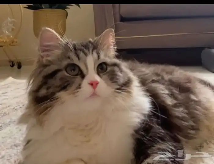 قطه للتبني مع اطفالها 6