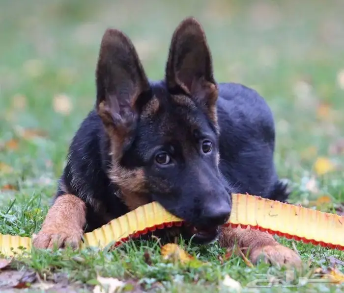 جيرمان شيبرد بنات من روسيا 0