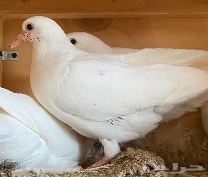 زغاليل فرنسي 1