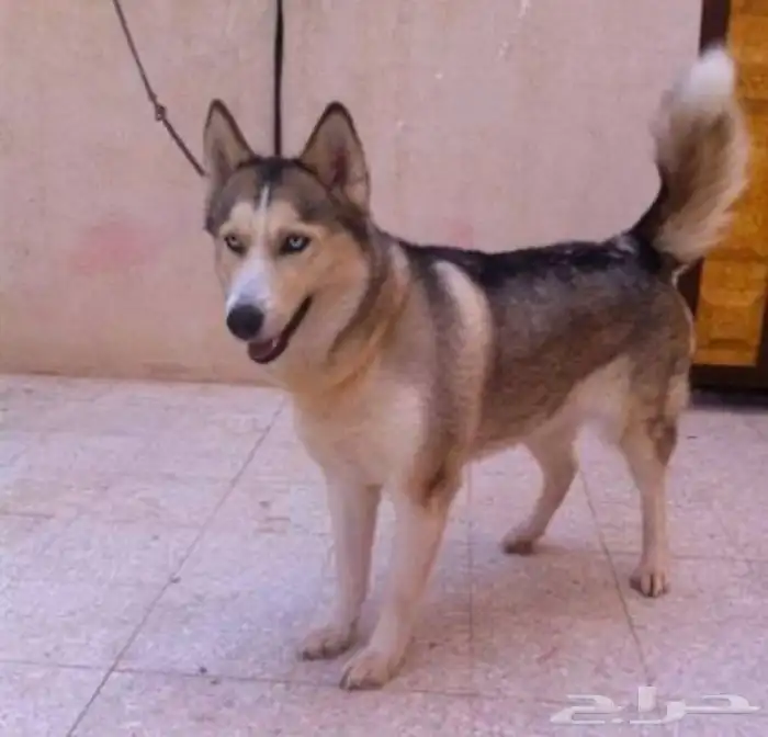 هاسكي للبيع 0