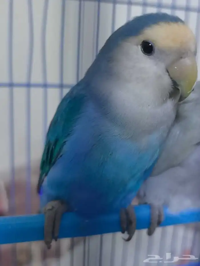 ذكر روز للبيع ب100 أو البدل بأنثى 0