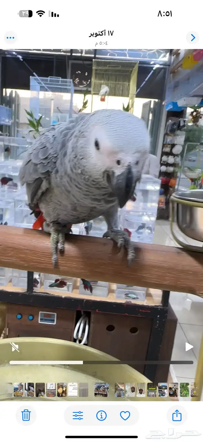 طير كاسكو ضائع 1