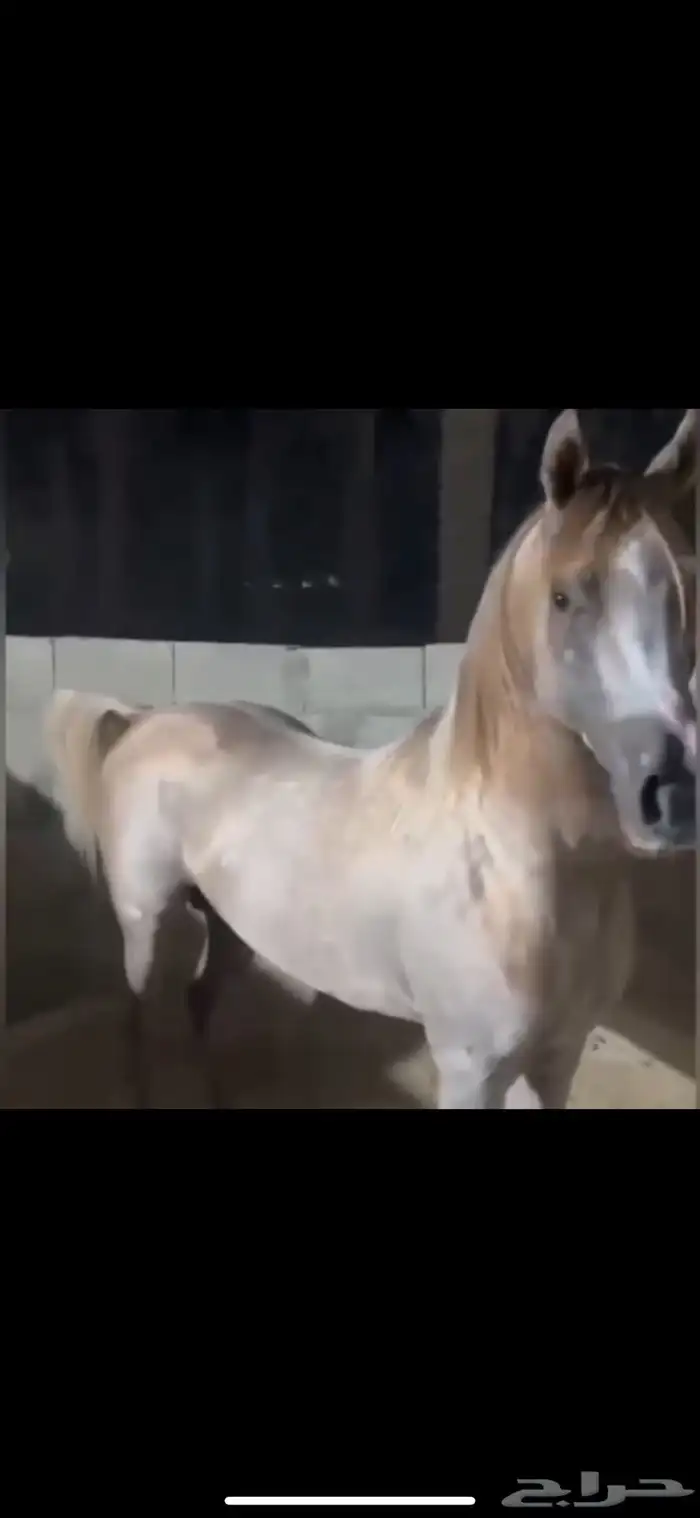 حصان واهو 17