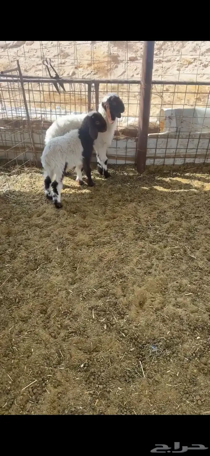 خروفين نعيم 9