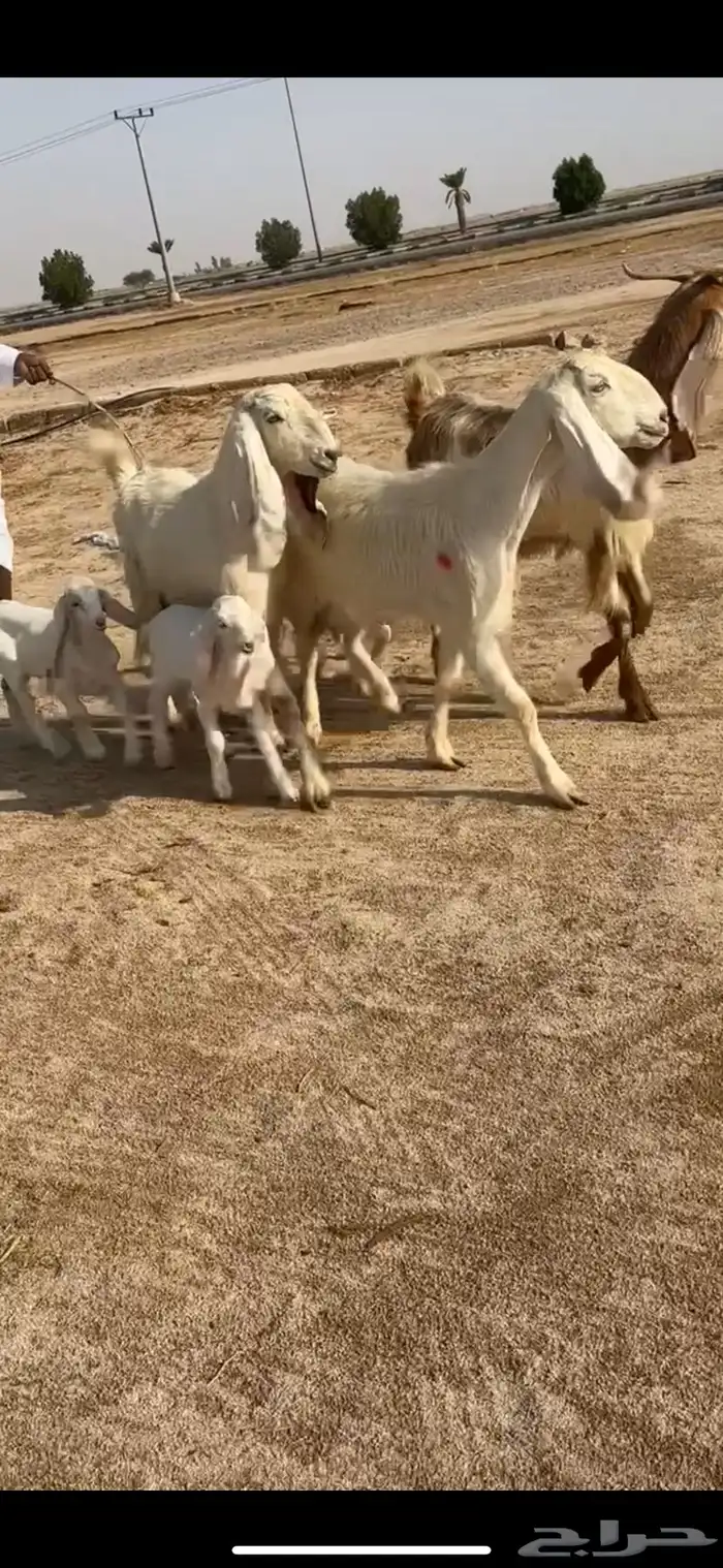 معزا مواليد اشباب 0