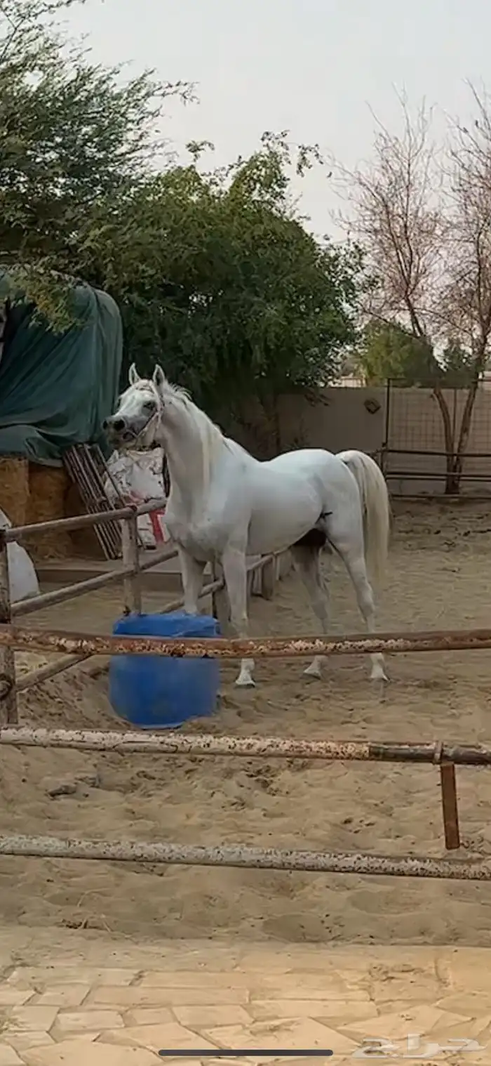 حصان عربي اصيل 0