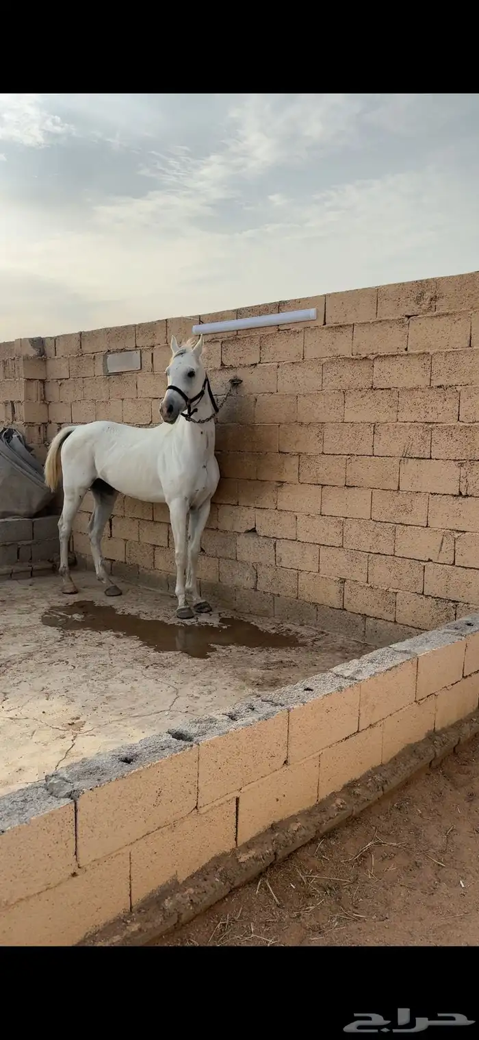 حصان شعبي شيخ 1