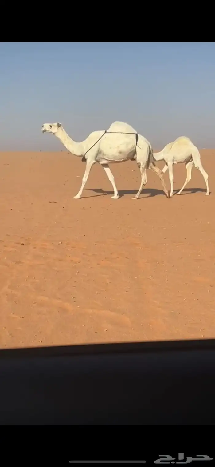 ضروبه وضحا كفو 0