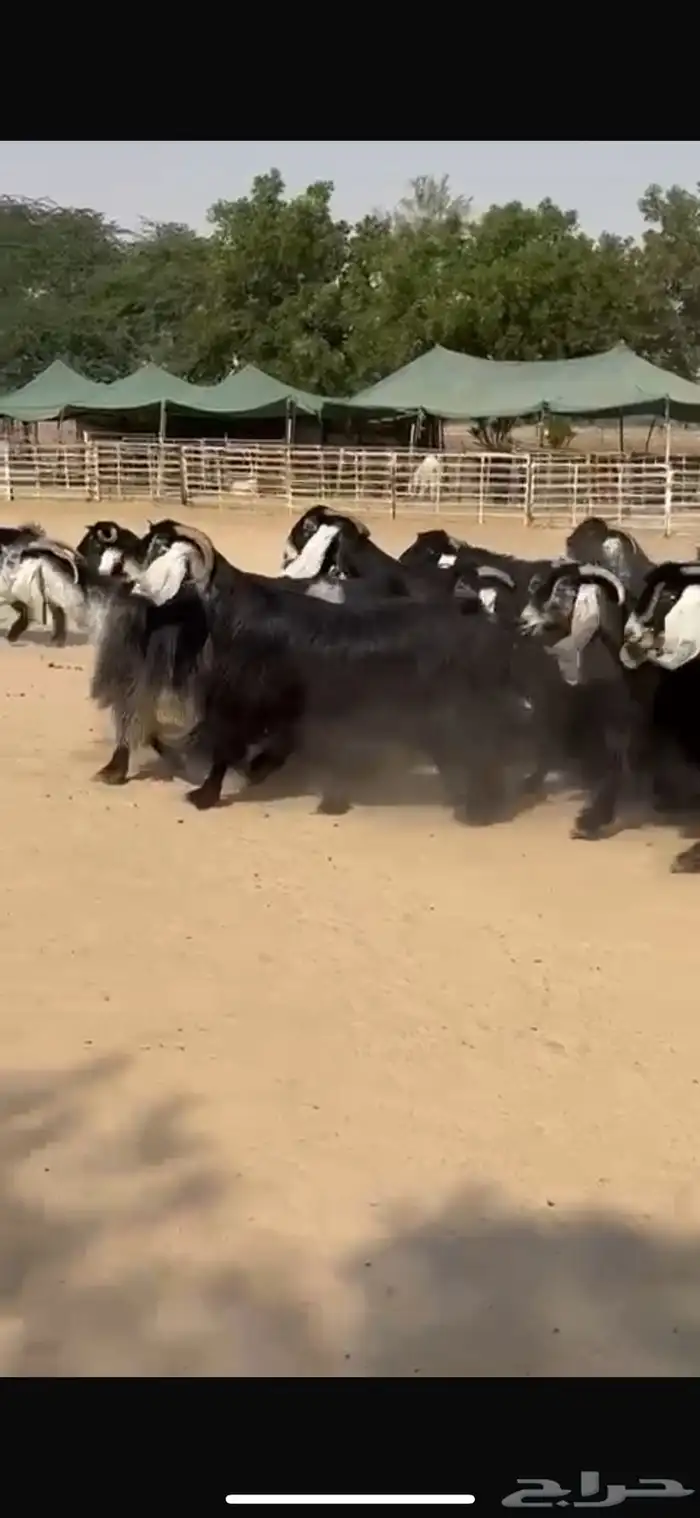 معزا عوراض فاخره 3