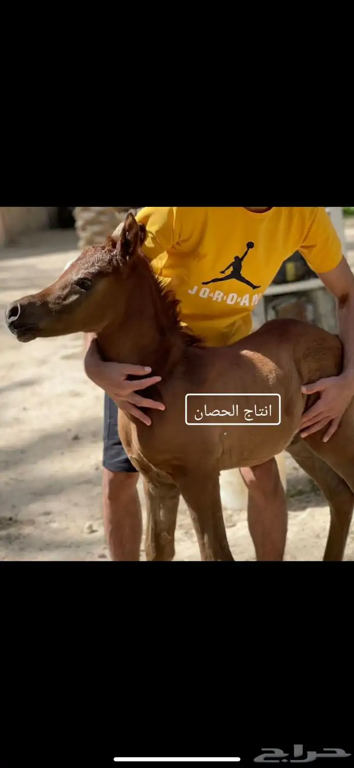 حصان واهو 16