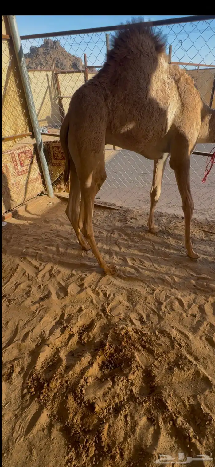 قعدان بلدي كفو السعر من 5000مع التوصيل 0