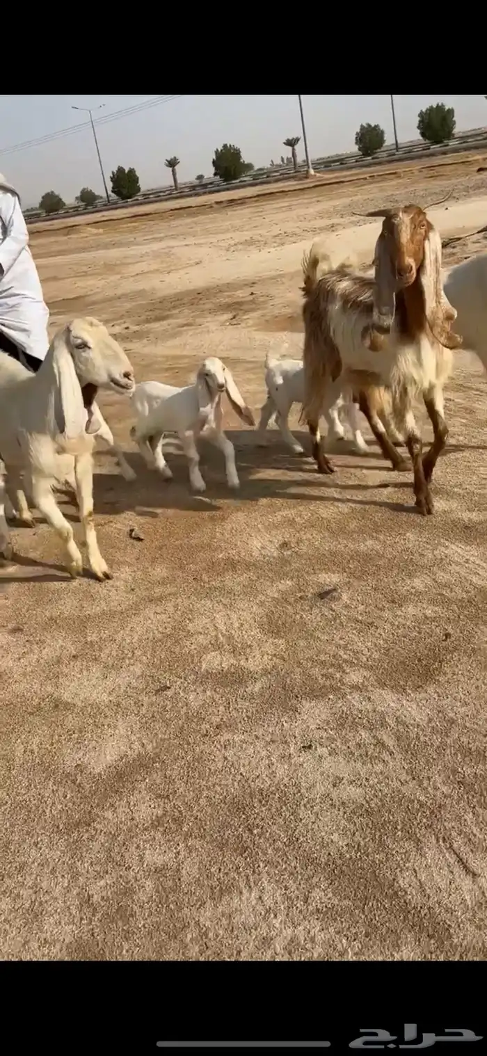 معزا مواليد اشباب 3