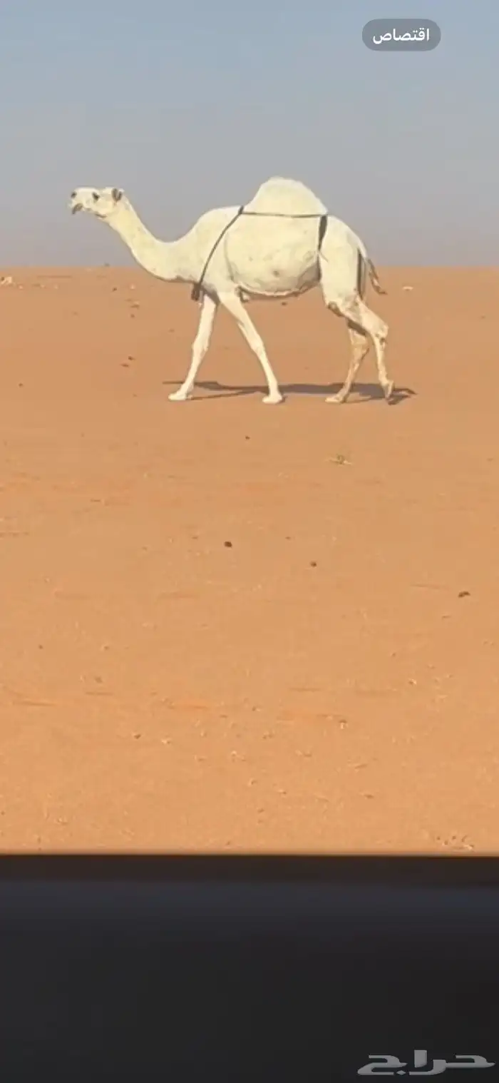 ضروبه وضحا كفو 1