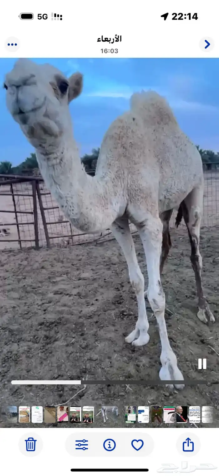 شمال بريدة 1