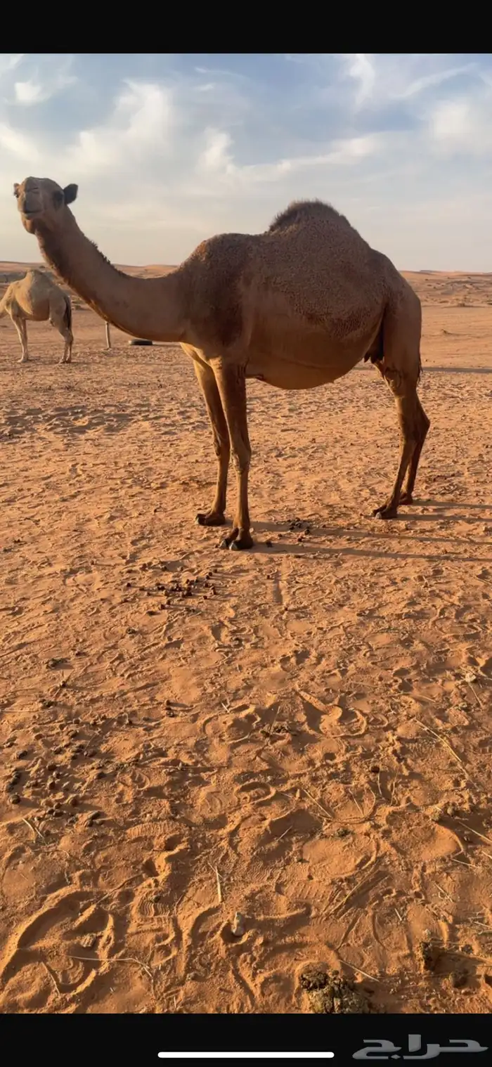 للبيع ملاقي واصله 1