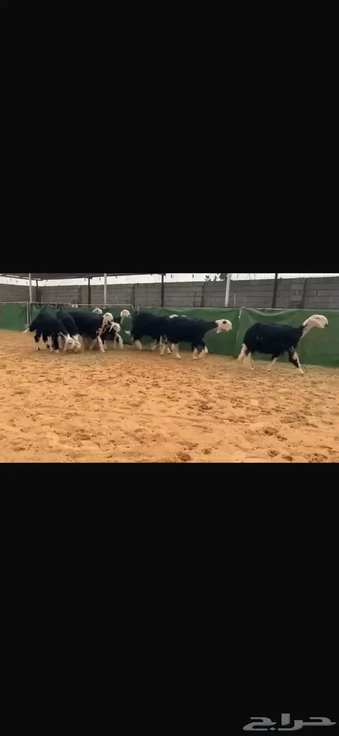 عرض بيع جذعات 3