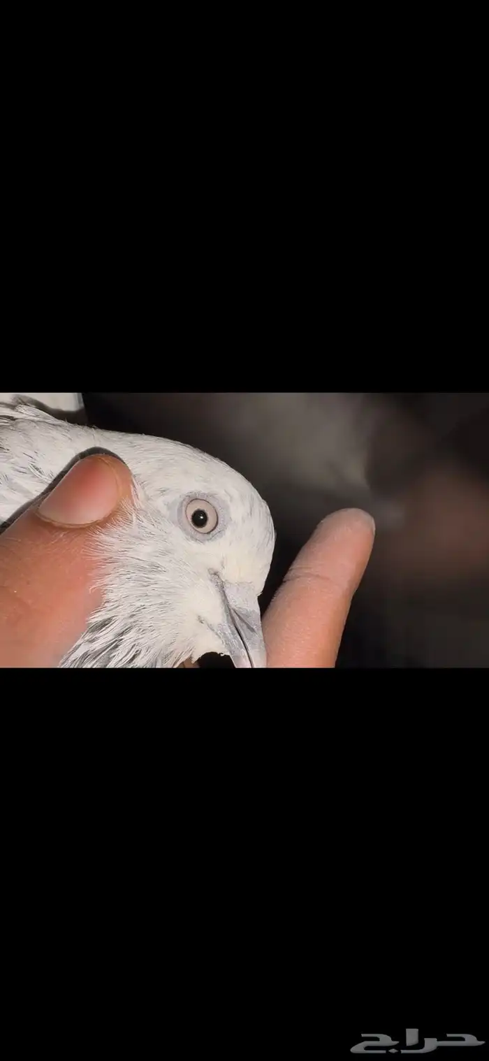 جوز سالكوتي موتيا 0