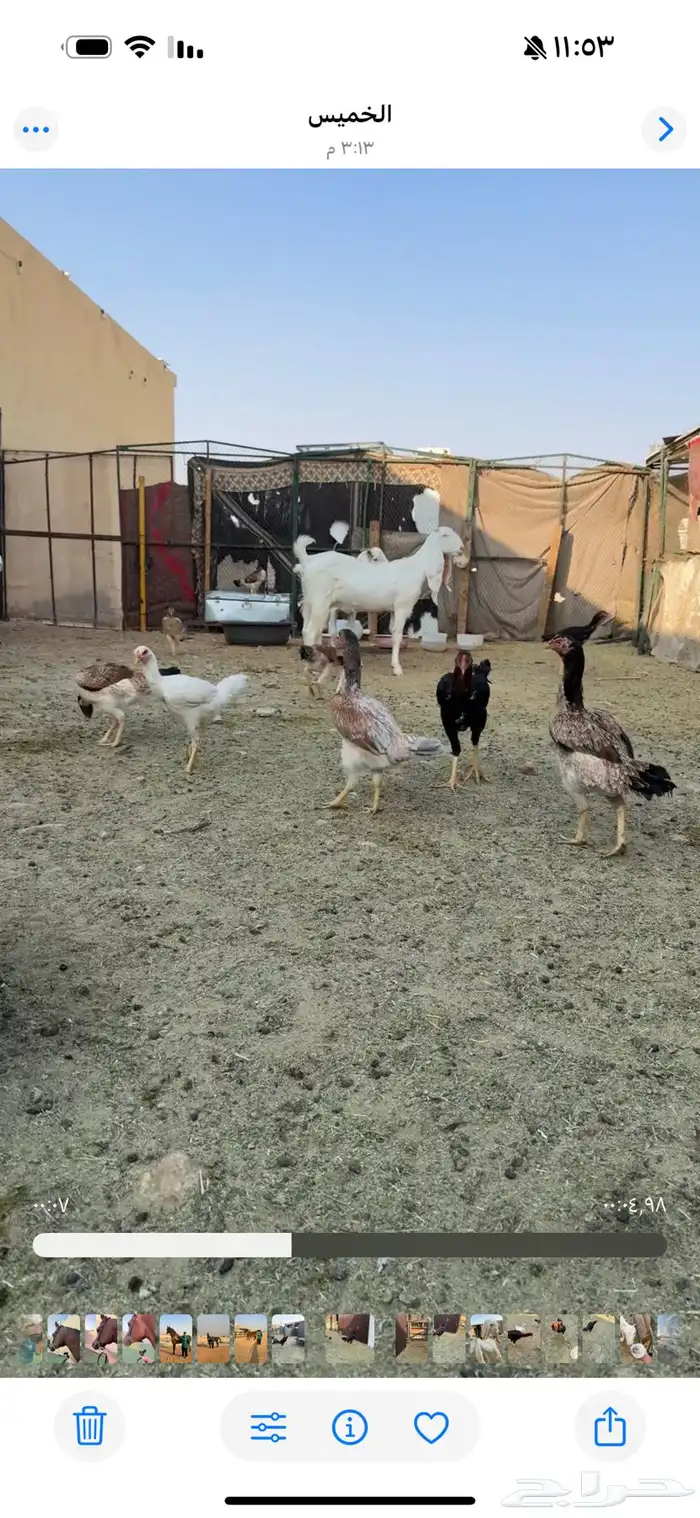 ديك و دجاج شامو يباني للبيع 3