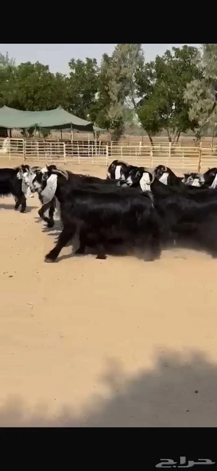 معزا عوراض فاخره 13