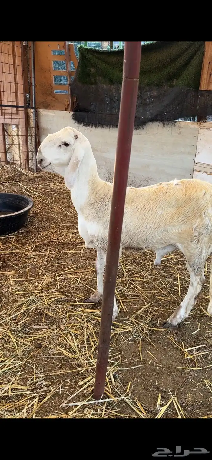 طليان سواكن صنف مشاريع فحول فواخر 9